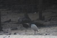 Plegadis falcinellus