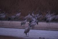 Grus grus
