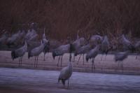 Grus grus