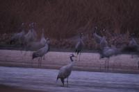 Grus grus