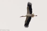Ciconia ciconia