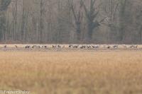 Grus grus