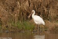 Platalea leucorodia
