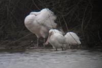 Platalea leucorodia