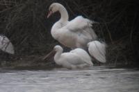 Platalea leucorodia
