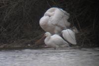 Platalea leucorodia