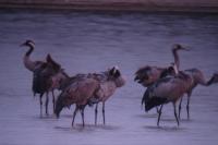 Grus grus