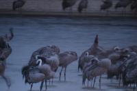 Grus grus