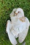 Tyto alba