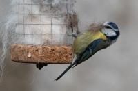 Cyanistes caeruleus
