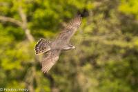 Accipiter gentilis