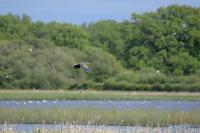 Ardea purpurea