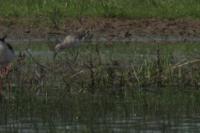 Tringa stagnatilis