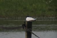 Hydrocoloeus minutus