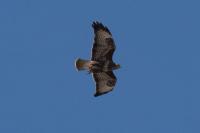 Buteo buteo