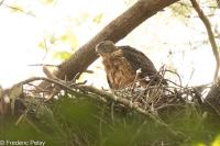 Accipiter gentilis