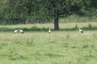 Ciconia ciconia
