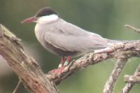 Chlidonias hybrida