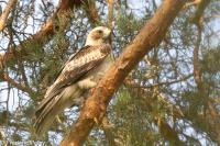 Hieraaetus pennatus