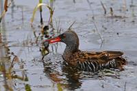 Rallus aquaticus