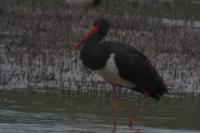 Ciconia nigra