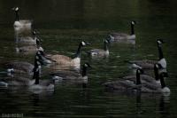 Branta canadensis