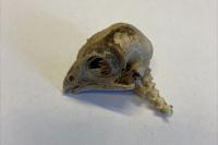 Falco tinnunculus