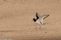 Haematopus ostralegus