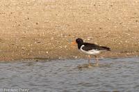 Haematopus ostralegus