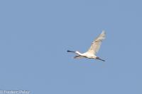Platalea leucorodia