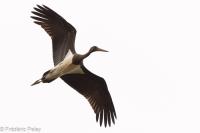 Ciconia nigra