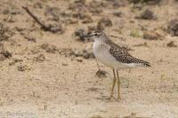 Tringa glareola
