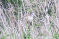 Acrocephalus arundinaceus