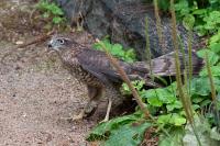 Accipiter nisus