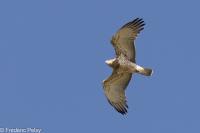 Circaetus gallicus