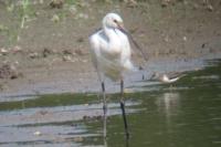 Platalea leucorodia