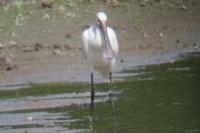 Platalea leucorodia
