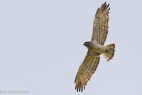 Circaetus gallicus