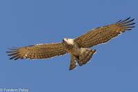 Circaetus gallicus