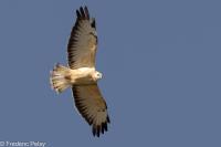 Buteo buteo