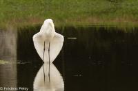 Ardea alba