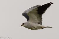 Elanus caeruleus
