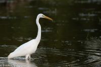 Ardea alba