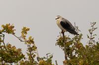 Elanus caeruleus