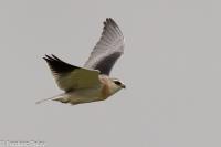 Elanus caeruleus