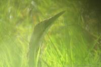 Botaurus stellaris