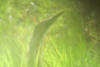 Botaurus stellaris