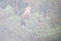 Haliaeetus albicilla