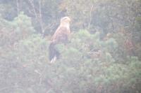 Haliaeetus albicilla