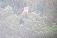 Haliaeetus albicilla